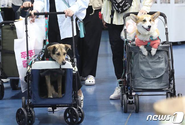 [보도자료] 반려동물을 잃었을 때... 극동대 상담심리치료학과 치료법 연구